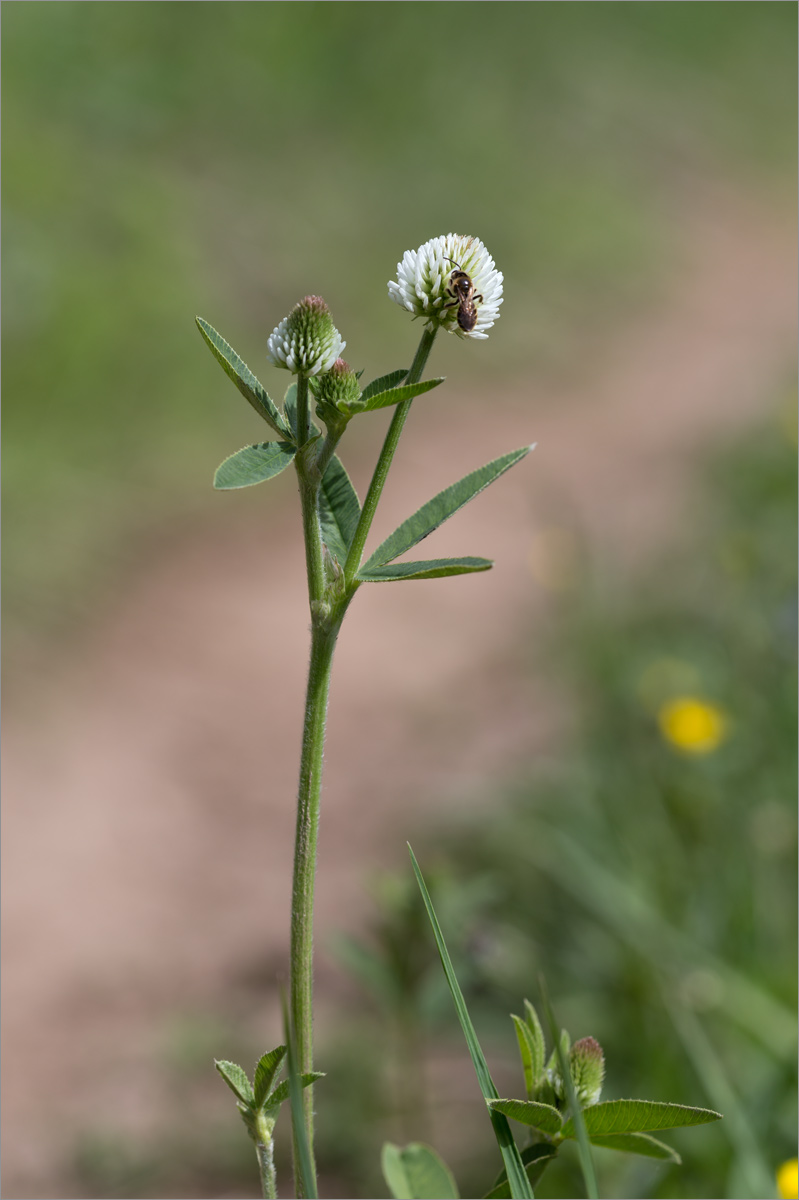 Image of Trifolium montanum specimen.