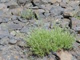 Anaphalis roseoalba. Растение с развивающимися соцветиями. Таджикистан, Горно-Бадахшанская автономная обл., Рушанский р-н, хр. Музкол, окр. Сарезского оз., Усойский завал, каменистый склон. 26 июня 2026 г.