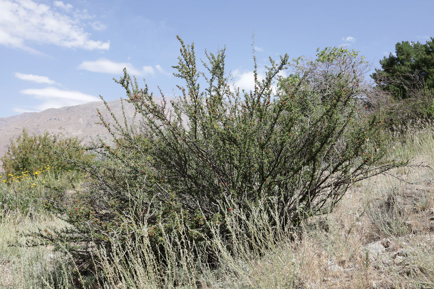 Image of Cerasus tianshanica specimen.