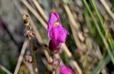Antirrhinum cirrhigerum