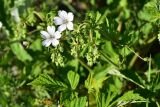 genus Geranium. Соцветия с первыми распустившимися цветками и бутонами. Турция, ил Артвин, р-н Юсуфели, окр. дер. Дамлаташ, выс. 1925 м н.у.м., луг. 13 июня 2026 г.