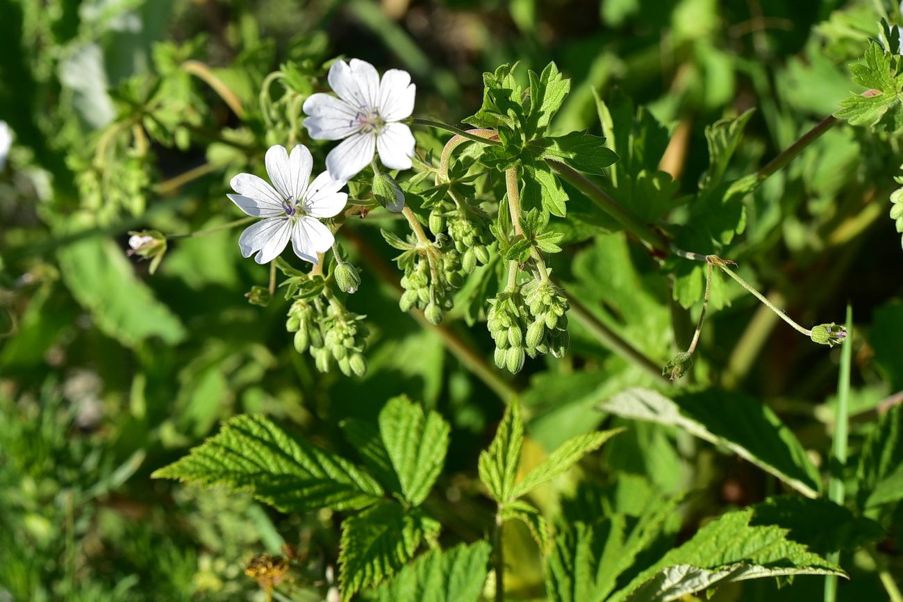 Image of genus Geranium specimen.