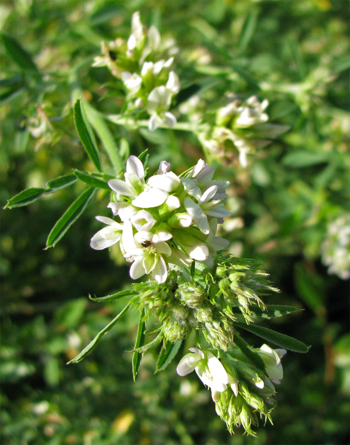 Image of Medicago sativa specimen.