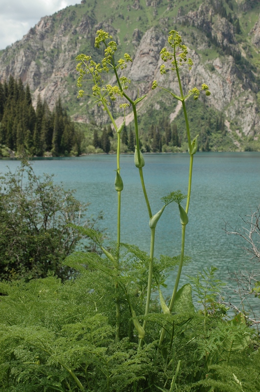 Изображение особи Ferula tenuisecta.