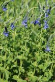 Veronica teucrium