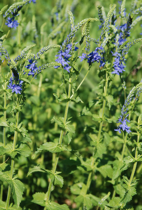 Изображение особи Veronica teucrium.