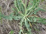 Lactuca tatarica. Нижняя часть растения. Новосибирская обл., Карасукский р-н, с. Благодатное, луг. 06.07.2011.