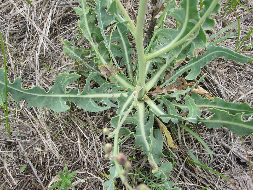 Изображение особи Lactuca tatarica.