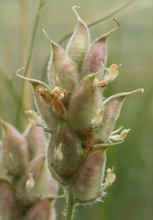 Image of Oxytropis gmelinii specimen.