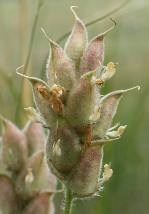 Изображение особи Oxytropis gmelinii.