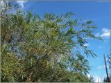 Salix × boulayi