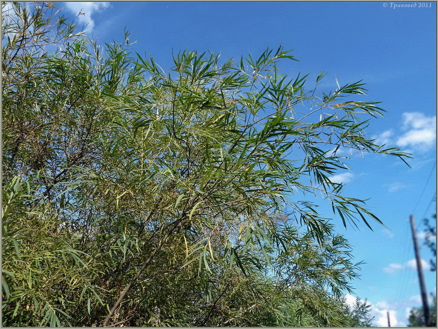 Image of Salix &times; boulayi specimen.