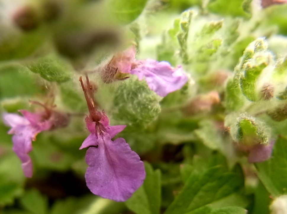 Изображение особи Teucrium scordioides.