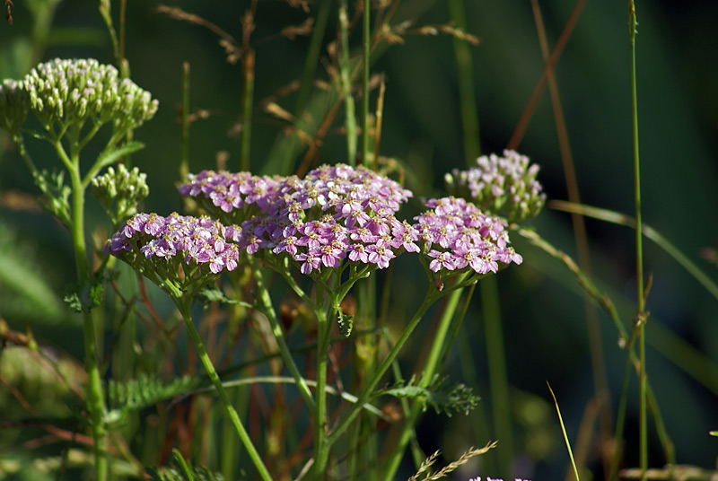 Image of Achillea millefolium specimen.