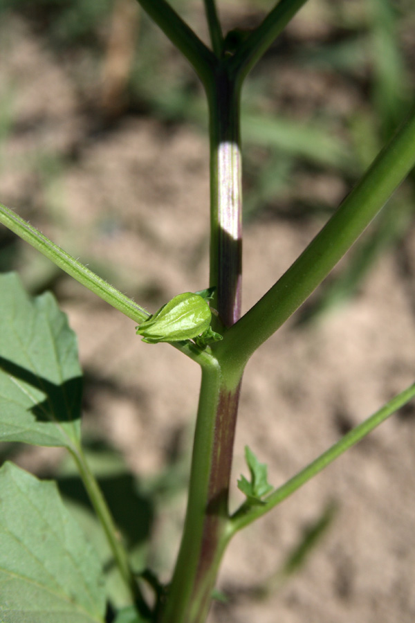 Изображение особи Physalis angulata.