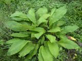 Inula helenium