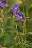 Geranium pratense. Соцветие. Ленинградская обл., Кингисеппский р-н, Кургальский п-ов, окр. дер. Тисколово 19.07.2011.