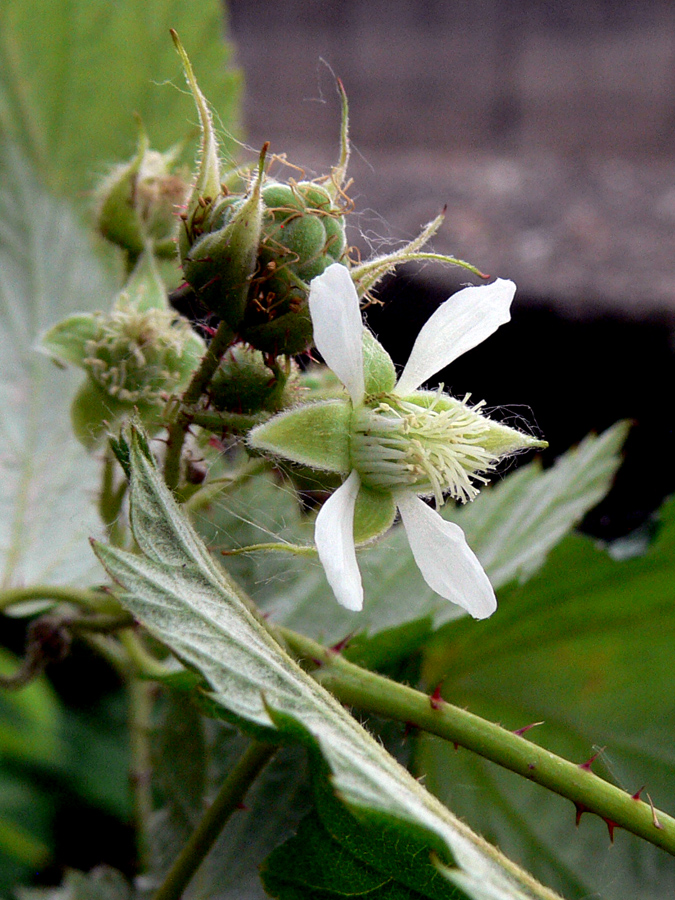 Изображение особи Rubus matsumuranus.