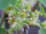 Ribes nigrum