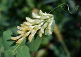 Vicia pisiformis. Соцветие. Воронежская обл., Павловский р-н, окр. с. Михайловка (Шипов лес). 18.06.2011.