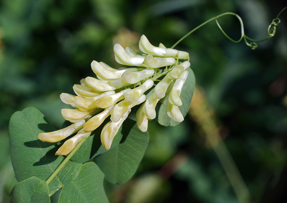 Image of Vicia pisiformis specimen.