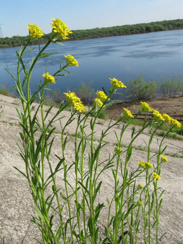 Image of Erysimum cheiranthoides specimen.