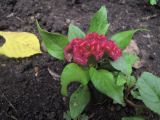 Celosia cristata