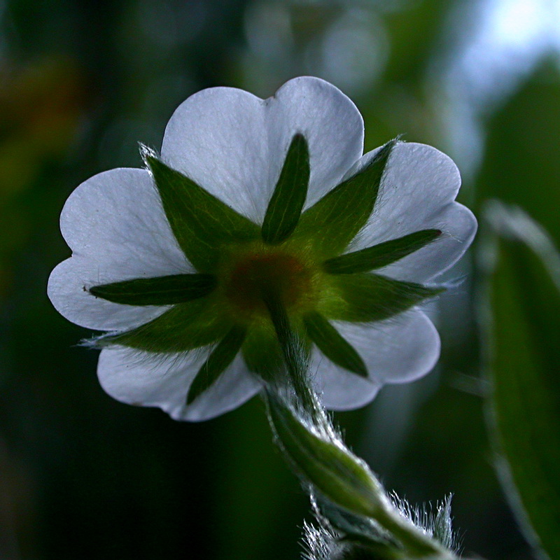 Изображение особи Potentilla alba.