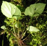 Viola selkirkii