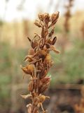 Veronica capsellicarpa