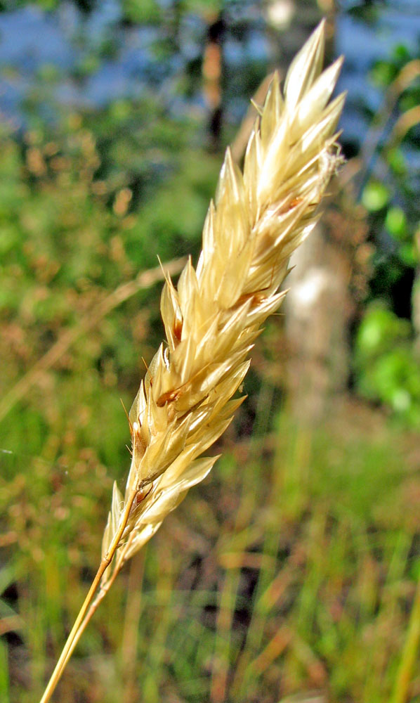 Image of Anthoxanthum odoratum specimen.