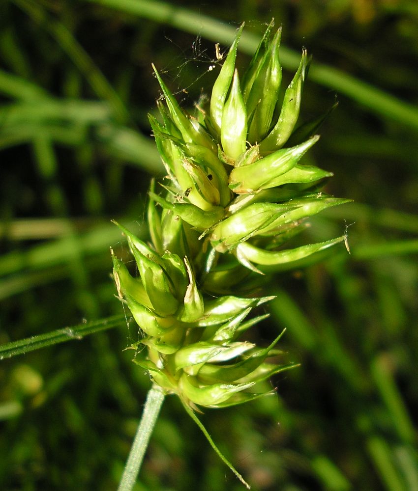 Image of Carex spicata specimen.