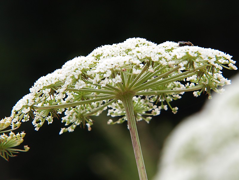 Изображение особи семейство Apiaceae.