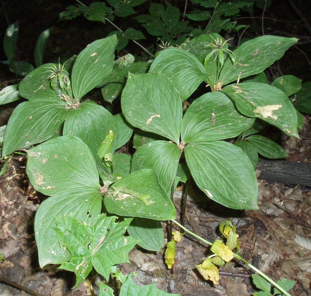 Изображение особи Paris quadrifolia.