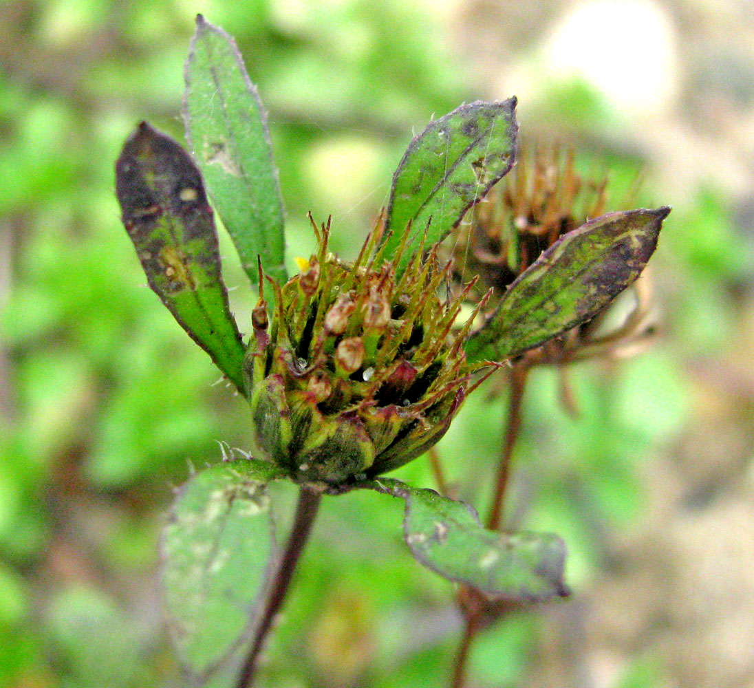 Image of Bidens × garumnae specimen.