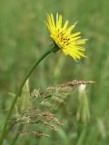 Tragopogon pratensis. Соцветие. Ленинградская обл., Лужский р-н. 16.06.2007.