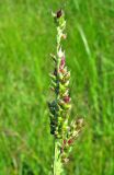 Echinochloa crus-galli. Верхняя часть соцветия. Астраханская обл., Красноярский р-н, окр. с. Шмагино, р, Шмагина, у воды. 13.08.2011.