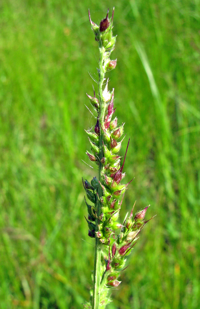 Изображение особи Echinochloa crus-galli.