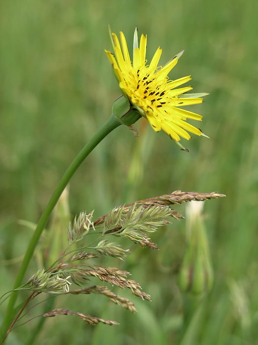 Изображение особи Tragopogon pratensis.