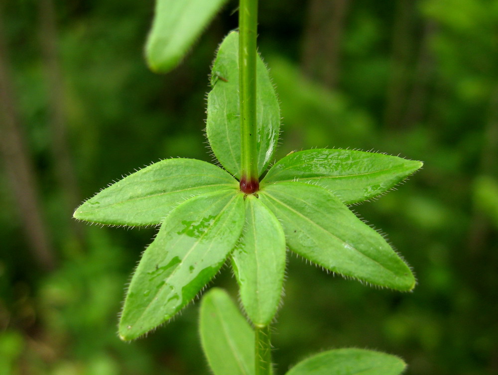 Image of Cruciata krylovii specimen.