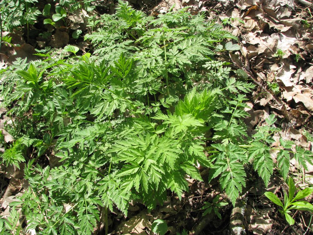 Image of Anthriscus sylvestris specimen.