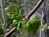 Betula pendula