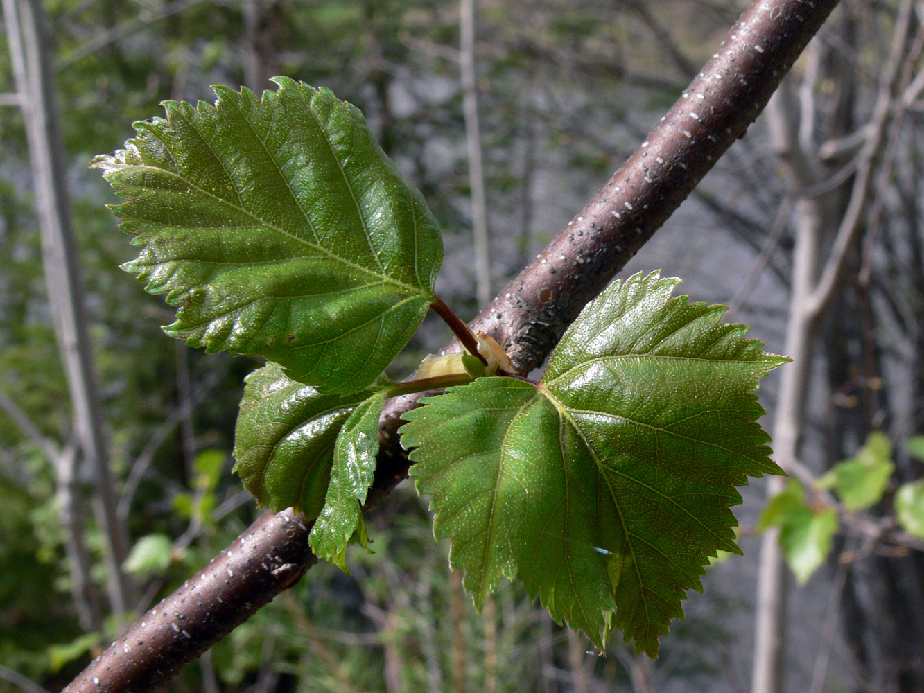 Изображение особи Betula pendula.