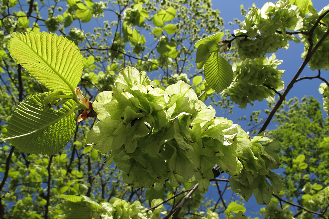 Изображение особи Ulmus glabra.