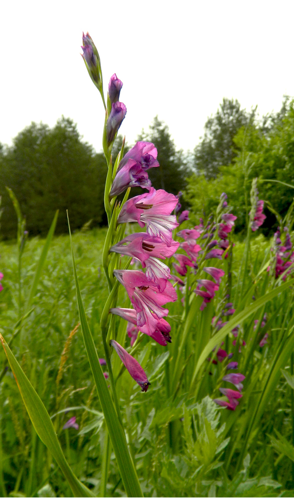 Изображение особи Gladiolus imbricatus.