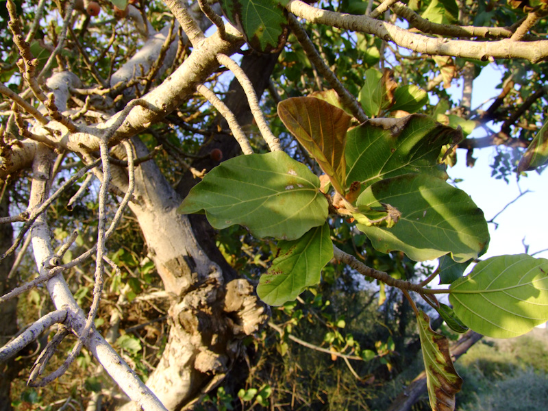 Изображение особи Ficus sycomorus.