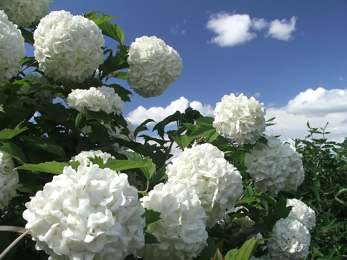 Изображение особи Viburnum opulus f. roseum.