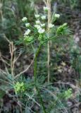 Chaerophyllum prescottii. Верхушка растения с соцветиями. Казахстан, Восточно-Казахстанская область; Западный Алтай, скл. Ульбинского хребта, окр. с. Ушановское. 18.06.2012.