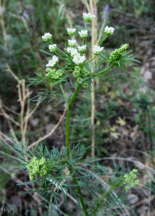 Image of Chaerophyllum prescottii specimen.