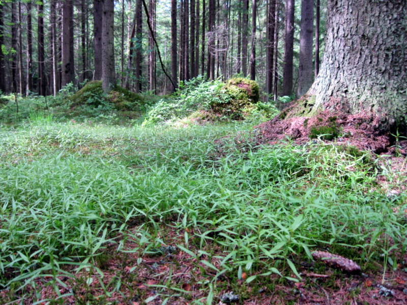 Image of Melampyrum pratense specimen.